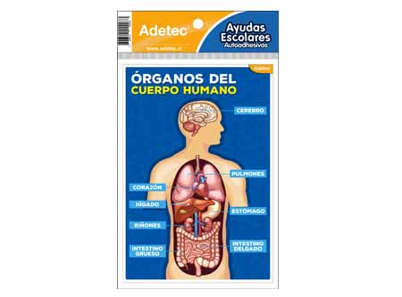  AYUDA ESC.ORGANOS CUERPO HUMANO AUTOADHES. ADETEC 